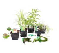 Lincolnshire Pond Plants Crested Newt Pond Plant Collection - Potted Selection - Marginal Aquatic Pond Plants
