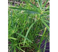 Lincolnshire Pond Plants Cyperus Alternifolius 'gracilis' - 3X 9Cm Plants - Marginal Aquatic Pond Plant