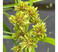 Lincolnshire Pond Plants Cyperus Alternifolius 'involucratus' - 7Cm Plug - Marginal Aquatic Pond Plant