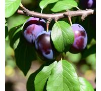 Lincolnshire Pond Plants Czar Plum (Prunus Domestica) Tree - 12Ltr Potted