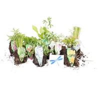 Lincolnshire Pond Plants Dragonflies & Damselflies Marginal 8 Pond Plant Collection - Bareroot - Marginal Aquatic Pond Plants