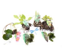Lincolnshire Pond Plants Dragonflies & Damselflies Pond Plant Collection - Bareroot Selection - Marginal Aquatic Pond Plants