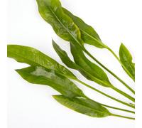 Lincolnshire Pond Plants Echinodorus Amazonicus - Live Aquarium Plants Tropical Aquascape (5X Loose)