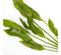 Lincolnshire Pond Plants Echinodorus Bleheri - Live Aquarium Plants Amzn Sword Plant For Aquascaping (3X Loose)