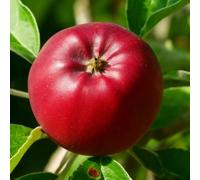 Lincolnshire Pond Plants Eden Apple (Malus) Tree - 12Ltr Potted