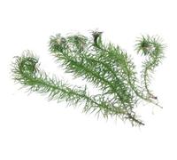 Lincolnshire Pond Plants Egeria Najas - Live Aquarium Plant For Freshwater Tropical Tanks Aquascaping (5X Loose)