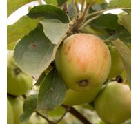 Lincolnshire Pond Plants Egremont Russet Apple (Malus) Tree - 12Ltr Potted