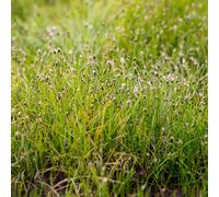 Lincolnshire Pond Plants Eleocharis Acicularis (Dwarf Hairgrass) - 2X Plants And 2X Pots & Compost - Oxygenating Marginal Aquatic Pond Plant