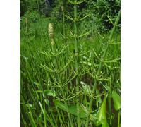 Lincolnshire Pond Plants Equisetum Fluviatile - 2X Plants And 2X Pots & Compost - Marginal Aquatic Pond Plant