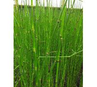 Lincolnshire Pond Plants Equisetum Hyemale - 3X 9Cm Plants - Marginal Aquatic Pond Plant