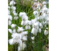 Lincolnshire Pond Plants Eriophorum Angustifolium - 3X 9Cm Plants - Marginal Aquatic Pond Plant