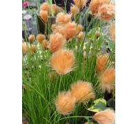Lincolnshire Pond Plants Eriophorum Russeoleum - 3X 7Cm Plugs - Marginal Aquatic Pond Plant