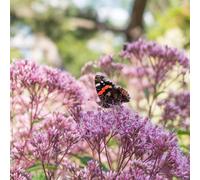 Lincolnshire Pond Plants Eupatorium Cannabinum 'hemp Agrimony' - 2X Plants And 2X Pots & Compost - Marginal Aquatic Pond Plant