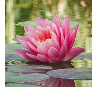 Lincolnshire Pond Plants Fabiola Water Lily - Loose Root - Marginal Aquatic Pond Plant