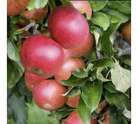 Lincolnshire Pond Plants Fiesta (Red Pippin) Apple (Malus) Tree - 7Ltr Potted