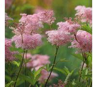 Lincolnshire Pond Plants Filipendula Rubra 'venusta Magnifica' - 3X 9Cm Plants - Marginal Aquatic Pond Plant