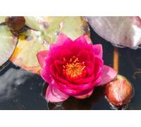 Lincolnshire Pond Plants Fire Opal Water Lily - Kit - Marginal Aquatic Pond Plant