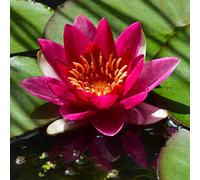 Lincolnshire Pond Plants Firecrest Water Lily - Potted - Marginal Aquatic Pond Plant