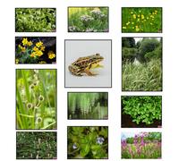 Lincolnshire Pond Plants Frog Marginal 8 Pond Plant Collection - Potted - Marginal Aquatic Pond Plants
