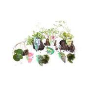 Lincolnshire Pond Plants Frog Pond Plant Collection - Bareroot Selection - Marginal Aquatic Pond Plants