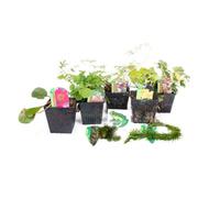 Lincolnshire Pond Plants Frog Pond Plant Collection - Potted Selection - Marginal Aquatic Pond Plants