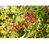 Lincolnshire Pond Plants Gala Apple (Malus) Tree - 7Ltr Potted