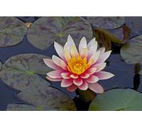 Lincolnshire Pond Plants Georgia Peach Water Lily - Kit - Marginal Aquatic Pond Plant