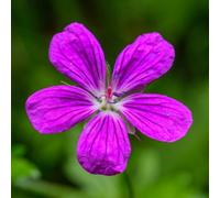 Lincolnshire Pond Plants Geranium Palustre - 3Ltr Potted - Marginal Aquatic Pond Plant