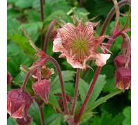 Lincolnshire Pond Plants Geum Rivale - 3X 9Cm Plants - Marginal Aquatic Pond Plant