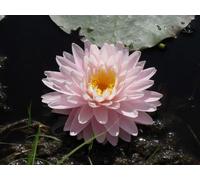Lincolnshire Pond Plants Glorie Temple Du Surlot Water Lily - Potted - Marginal Aquatic Pond Plant