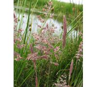 Lincolnshire Pond Plants Glyceria Maxima - 3X 9Cm Plants - Marginal Aquatic Pond Plant