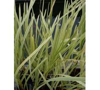 Lincolnshire Pond Plants Glyceria Maxima Variegata - 3X 3Ltr Plants - Marginal Aquatic Pond Plant