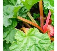 Lincolnshire Pond Plants Goliath Rhubarb (Rheum) Plant - 3Ltr Potted