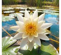 Lincolnshire Pond Plants Hal Miller Water Lily - Potted - Marginal Aquatic Pond Plant