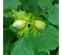 Lincolnshire Pond Plants Hazel (Corylus) Tree - 7Ltr Potted