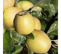 Lincolnshire Pond Plants Herefordshire Russet Apple (Malus) Tree - 7Ltr Potted