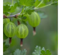 Lincolnshire Pond Plants Hinnonmaki Green Gooseberry (Ribes Uva-Crispa) Tree - 7Ltr Potted