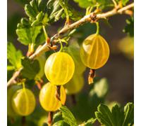 Lincolnshire Pond Plants Hinnonmaki Yellow Gooseberry (Ribes Uva-Crispa) Tree - 5Ltr Potted