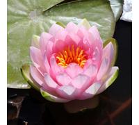 Lincolnshire Pond Plants Hollandia Water Lily - Loose Root - Marginal Aquatic Pond Plant