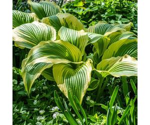 Lincolnshire Pond Plants Hosta 'dragonfly' - 3Ltr Potted - Marginal Aquatic Pond Plant