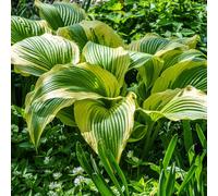 Lincolnshire Pond Plants Hosta 'dragonfly' - 3X 9Cm Plants - Marginal Aquatic Pond Plant