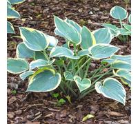 Lincolnshire Pond Plants Hosta 'first Frost' - 3X 3Ltr Plants - Marginal Aquatic Pond Plant