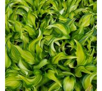 Lincolnshire Pond Plants Hosta 'little Tuft' - 3Ltr Bareroot - Marginal Aquatic Pond Plant