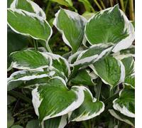 Lincolnshire Pond Plants Hosta 'patriot' - 3Ltr Bareroot - Marginal Aquatic Pond Plant