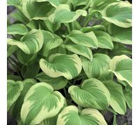 Lincolnshire Pond Plants Hosta 'spring Morning' - 3X 9Cm Plants - Marginal Aquatic Pond Plant