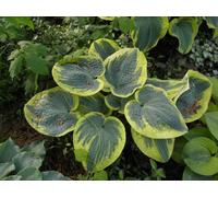 Lincolnshire Pond Plants Hosta 'sugar Daddy' - 2X Plants And 2X Pots & Compost - Marginal Aquatic Pond Plant