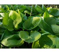 Lincolnshire Pond Plants Hosta 'sum And Substance' - 3Ltr Potted - Marginal Aquatic Pond Plant