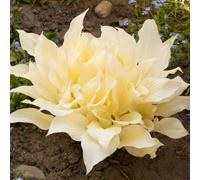 Lincolnshire Pond Plants Hosta 'white Feather' - 3X 1Ltr Plants - Marginal Aquatic Pond Plant