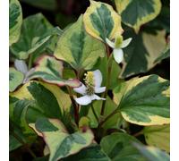 Lincolnshire Pond Plants Houttuynia Cordata 'chameleon' - 3Ltr Bareroot - Marginal Aquatic Pond Plant