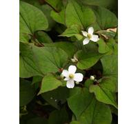 Lincolnshire Pond Plants Houttuynia Cordata 'plena' - 9Cm Bareroot - Marginal Aquatic Pond Plant